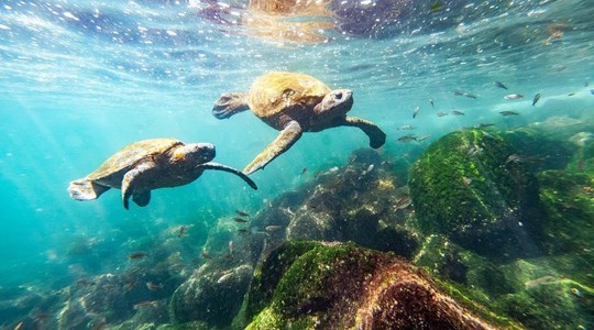 Ngỡ ngàng với hệ sinh thái của Galapagos - Quần đảo đẹp nhất hành tinh