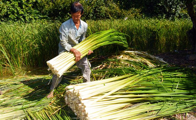 Người dân thu hoạch bồn bồn. Người dân thu hoạch bồn bồn.