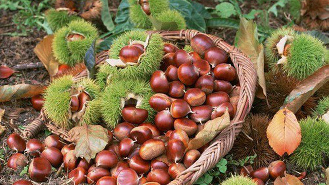 Khoảng cuối thu đầu đông, quả dẻ chín rụng đầy mặt đất. Khoảng cuối thu đầu đông, quả dẻ chín rụng đầy mặt đất.
