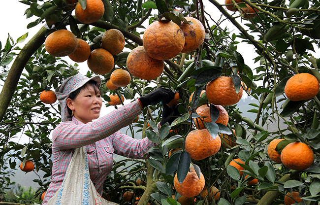 Người d&acirc;n chọn những quả cam đạt ti&ecirc;u chuẩn để thu hoạch.