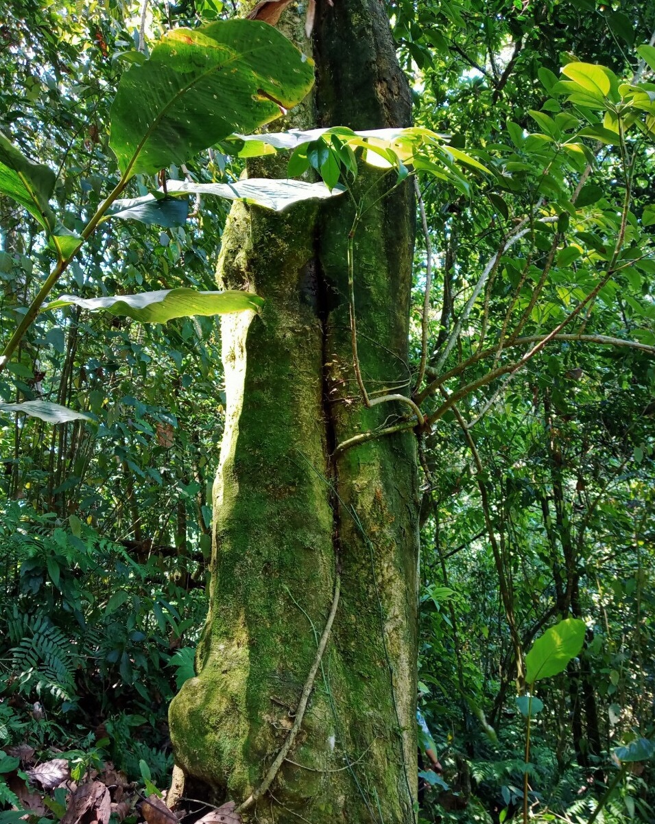 Gốc c&acirc;y ch&egrave; Shan cổ thụ ở Tuy&ecirc;n Quang.