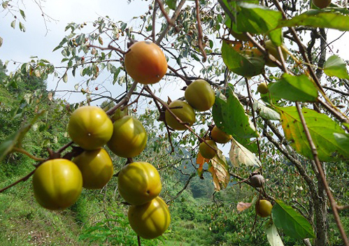 Giữa th&aacute;ng 8 &acirc;m lịch l&agrave; m&ugrave;a hồng Bảo L&acirc;m ch&iacute;n rộ được người d&acirc;n thu h&aacute;i b&aacute;n tại vườn.