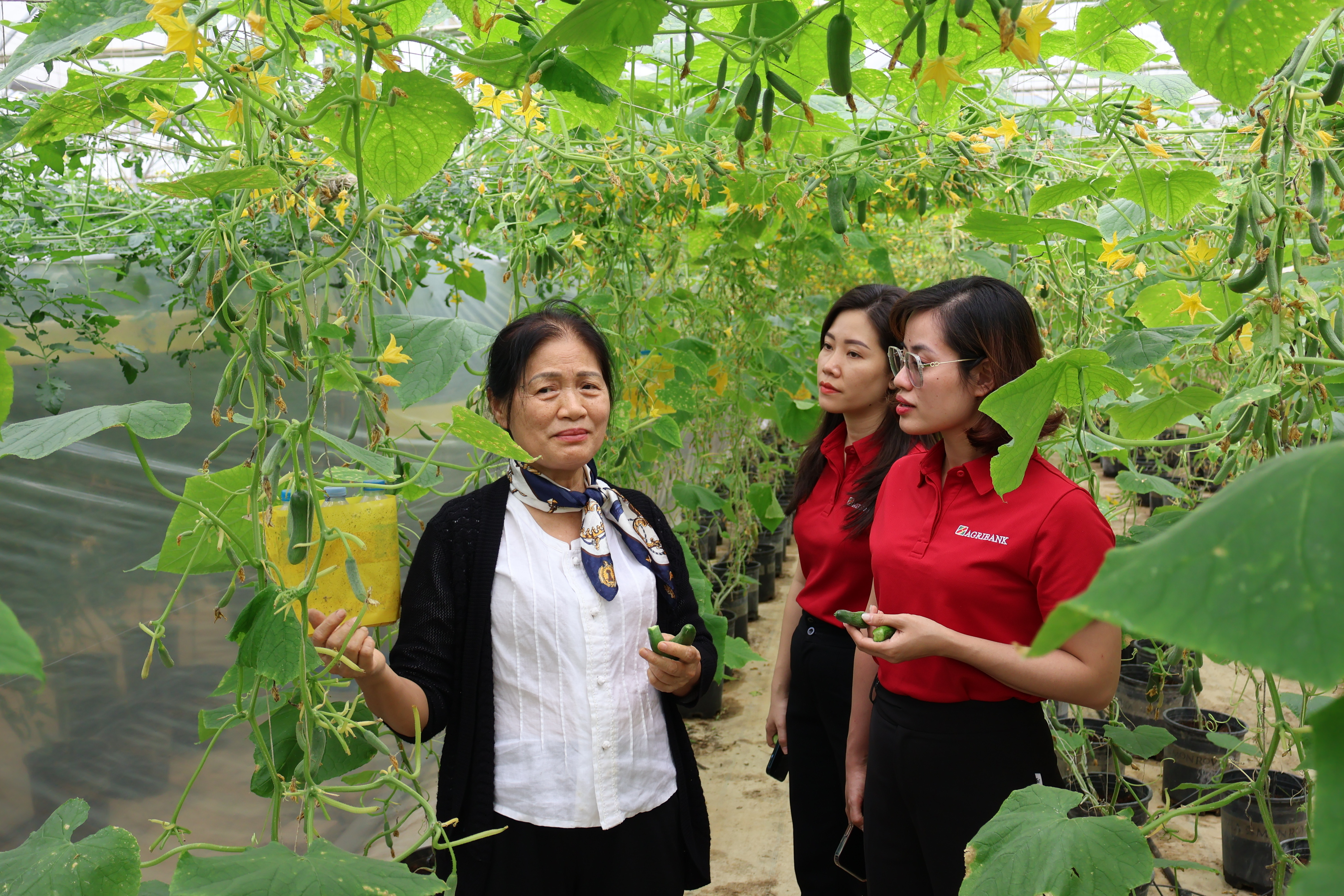 Một m&ocirc; h&igrave;nh sản xuất n&ocirc;ng nghiệp hữu cơ từ nguồn vốn đầu tư của Agribank.