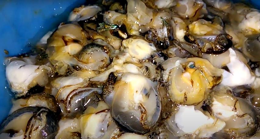 Phần thịt hào bao sau khi được tách vỏ. Phần thịt hào bao sau khi được tách vỏ.