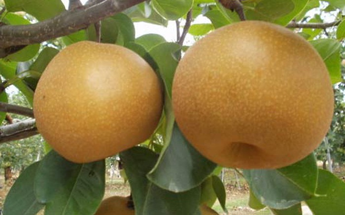 Quả lê tại Đông Khê luôn có vị chát, ngọt rất đặc trưng. Quả lê tại Đông Khê luôn có vị chát, ngọt rất đặc trưng.