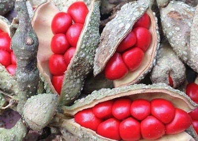 Khám phá sản vật miền Bắc Việt Nam: miến dong Bình Lư, hạt dổi rừng, thảo  quả Lai Châu
