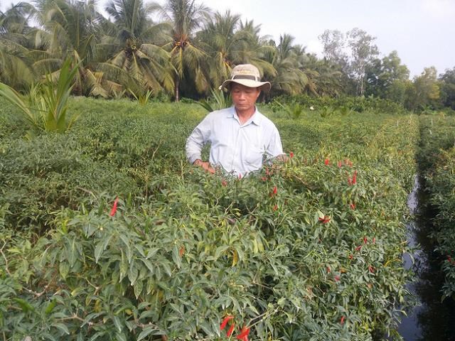 N&ocirc;ng d&acirc;n ở x&atilde; B&igrave;nh Ninh, huyện Chợ Gạo, tỉnh Tiền Giang thu hoạch ớt.