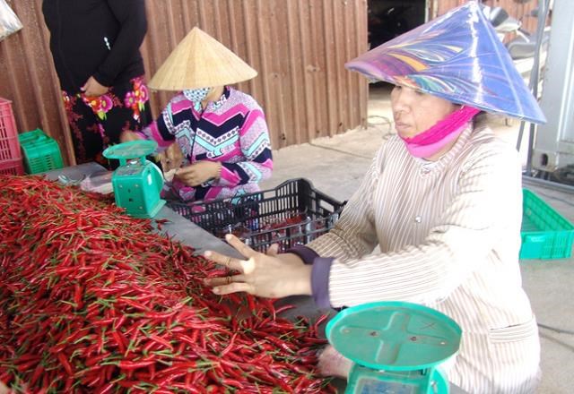 C&aacute;c cơ sở thu mua ớt đang tăng cường mua v&agrave;o nhằm phục vụ thị trường đang khan hiếm ớt hiện nay.