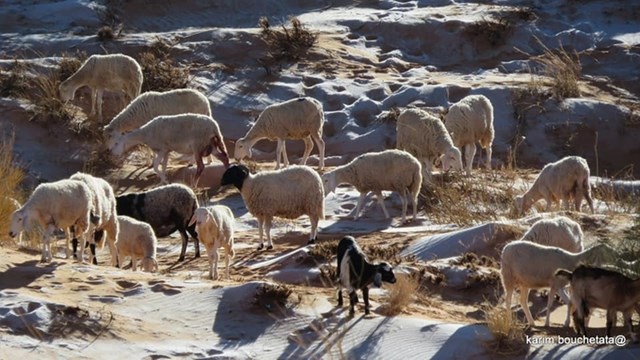 Đ&agrave;n cừu kiếm ăn tr&ecirc;n những đụn c&aacute;t phủ băng trắng xo&aacute;.