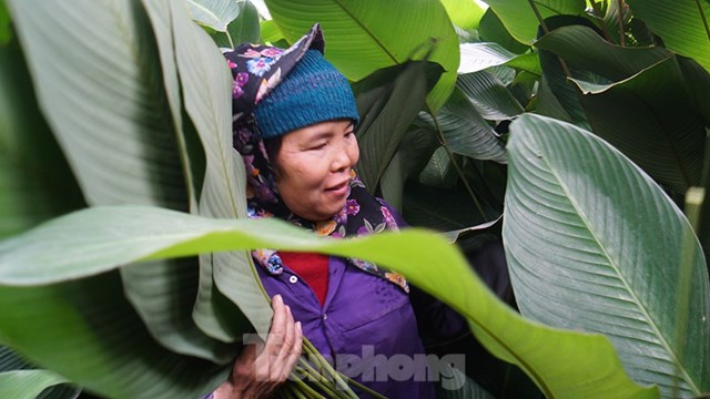 To&agrave;n th&ocirc;n c&oacute; hiện hơn 300 hộ trồng l&aacute; dong, với diện t&iacute;ch h&agrave;ng chục hecta. Từ m&ugrave;ng 10 th&aacute;ng Chạp, nhiều gia đ&igrave;nh bắt đầu thu hoạch phục vụ Tết Nguy&ecirc;n đ&aacute;n v&agrave; cung cấp cho thị trường trong nước v&agrave; ngo&agrave;i nước. Mỗi vườn l&aacute; dong c&oacute; thể thu hoạch hơn ba vụ trong năm, nhưng nhộn nhịp nhất v&agrave;o dịp Tết Nguy&ecirc;n đ&aacute;n. Những loại l&aacute; dong c&oacute; bề rộng 25 - 35cm, d&agrave;i 50 - 60cm, vừa vặn với khu&ocirc;n b&aacute;nh chưng được thị trường ưa chuộng.