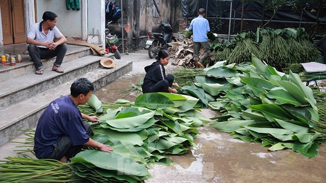 Sau khi l&aacute; dong được mang về nh&agrave; sẽ c&oacute; người ph&acirc;n loại, th&ocirc;ng thường l&aacute; dong được chia ra th&agrave;nh 3 loại, t&agrave;u l&aacute; 25cm l&agrave; loại 1, t&agrave;u l&aacute; 20cm l&agrave; loại 2, c&ograve;n loại 3 chỉ c&oacute; 10cm. Để g&oacute;i một chiếc b&aacute;nh chưng phải l&agrave; loại l&aacute; c&oacute; bản to từ 20cm trở l&ecirc;n, c&ograve;n loại 3 chỉ để g&oacute;i những loại b&aacute;nh nhỏ.