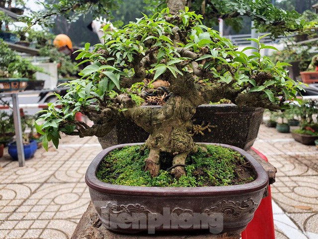 C&acirc;y bonsai mini được ch&agrave;o b&aacute;n với gi&aacute; 5,5 triệu đồng ở chợ hoa xu&acirc;n c&ocirc;ng vi&ecirc;n Gia Định.