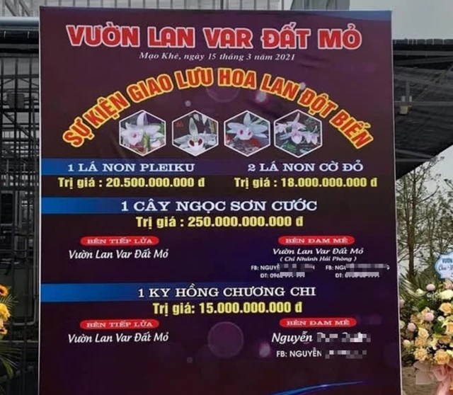 Thương vụ chuyển giao lan đột biến Ngọc Sơn Cước "chấn động" tại Quảng Ninh.