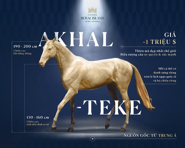 Th&ocirc;ng tin về giống ngựa Akhal Teke vừa xuất hiện tại Học viện cưỡi ngựa Ho&agrave;ng Gia &nbsp;