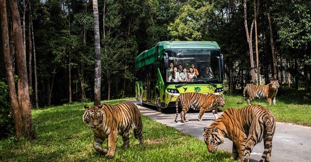 Vinpearl Safari Ph&uacute; Quốc đạt kỷ lục Safari tr&ecirc;n đảo đa dạng lo&agrave;i với số lượng c&aacute; thể nhiều nhất Thế giới &nbsp;