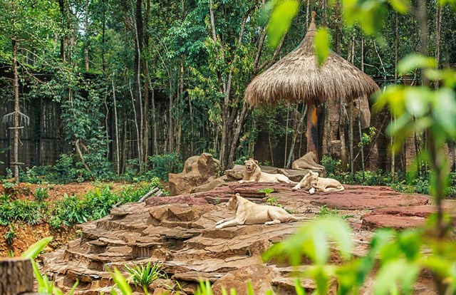 C&aacute;c hoạt động bảo tồn lu&ocirc;n được ch&uacute; trọng th&uacute;c đẩy tại hệ thống Vinpearl Safari &nbsp;