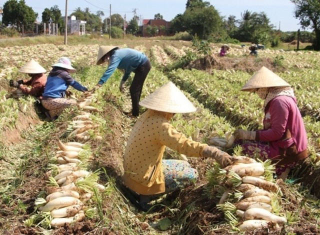 &nbsp;B&agrave; con Khmer x&atilde; Vĩnh Hải, thị x&atilde; Vĩnh Ch&acirc;u đang bước v&agrave;o vụ thu hoạch củ cải trắng.