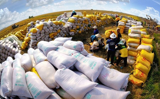 Đến nay, lượng gạo xuất khẩu của cả nước đạt hơn 4,9 triệu tấn, tương đương khoảng 2,65 tỷ USD (Ảnh minh họa: KT)