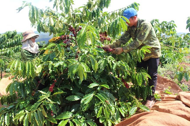 N&ocirc;ng d&acirc;n mong muốn gi&aacute; c&agrave; ph&ecirc; tăng trở lại