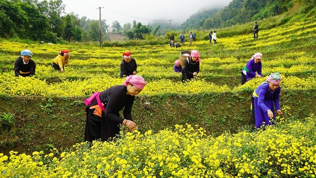 Nguy&ecirc;n liệu tr&agrave; tr&ecirc;n v&ugrave;ng Sapa.