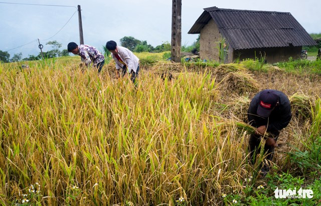 Con trai bản đảm tham gia c&ocirc;ng việc gặt l&uacute;a&nbsp;