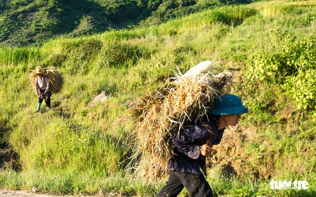 Những g&ugrave;i l&uacute;a cao qu&aacute; đầu th&agrave;nh thứ che nắng cho người d&acirc;n