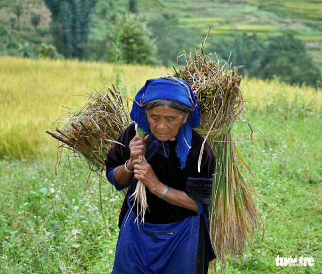 B&agrave; S&agrave;o Th&oacute; Sơ c&otilde;ng 2 b&oacute; l&uacute;a khủng tr&ecirc;n lưng về nh&agrave;