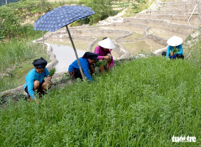 Sau khoảng 2 -3 tuần, mạ được nhổ để đem đi cấy