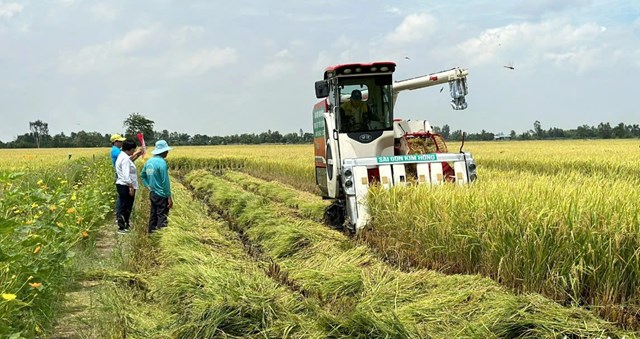 Thu hoạch l&uacute;a m&ocirc; h&igrave;nh th&iacute; điểm đề &aacute;n 1 triệu h&eacute;c ta l&uacute;a chất lượng cao, ph&aacute;t thải thấp tại Đồng Th&aacute;p s&aacute;ng 20-9 - Ảnh: ĐẶNG TUYẾT