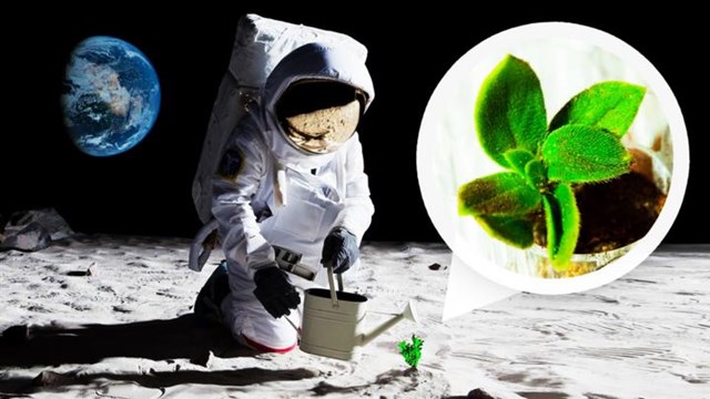 Việc trồng c&acirc;y tr&ecirc;n Mặt trăng khả thi hơn nhờ vi khuẩn Tr&aacute;i đất. (Ảnh: Wired.com) &nbsp;