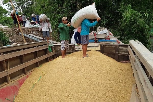 Thu gom l&uacute;a xuống ghe để vận chuyển về nh&agrave; m&aacute;y trong m&ocirc; h&igrave;nh c&aacute;nh đồng lớn. Ảnh: Trung Ch&aacute;nh