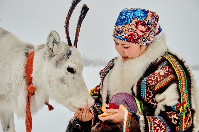 Người Nenets c&oacute; mối quan hệ mật thiết với lo&agrave;i tuần lộc.