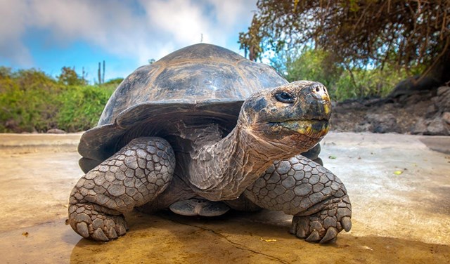 R&ugrave;a khổng lồ Galapagos c&oacute; thể sống tới 100 năm.