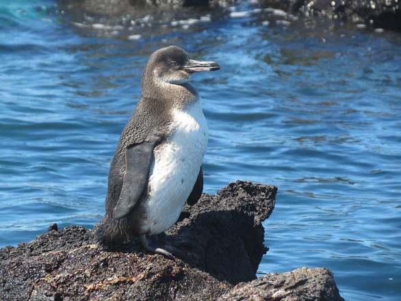 Một c&aacute; thể c&aacute;nh cụt Galapagos (Ảnh: NATURE)