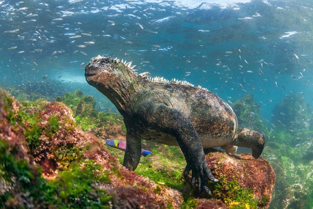 Kỳ nh&ocirc;ng biển Galapagos. &nbsp;