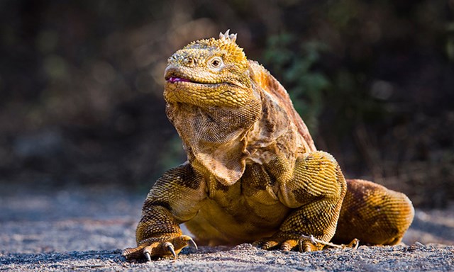 Cự đ&agrave; đất Galapagos.