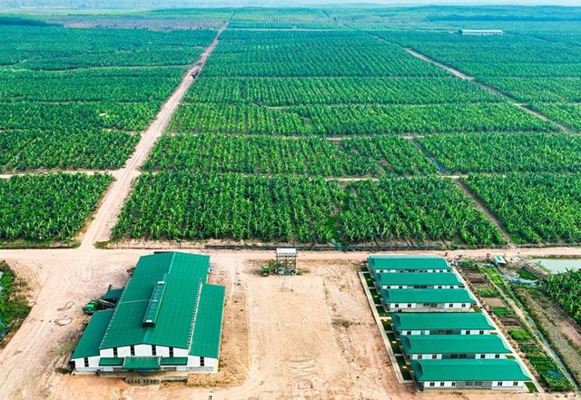 Nông trại của Thaco Agri.