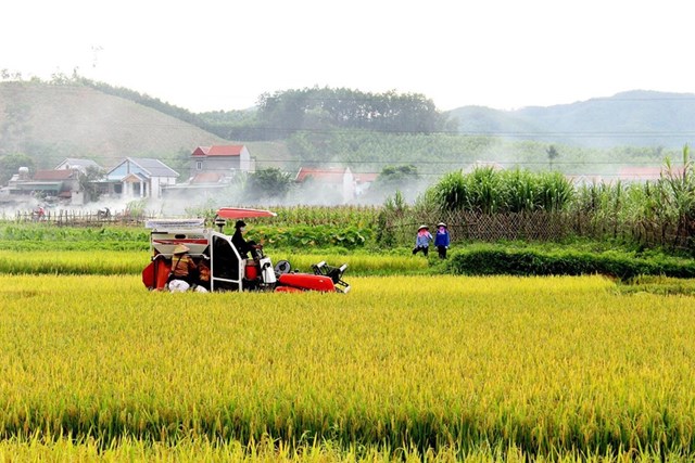 Tăng các khoản vay không tài sản đảm bảo trong lĩnh vực nông nghiệp từ ngày 1/7