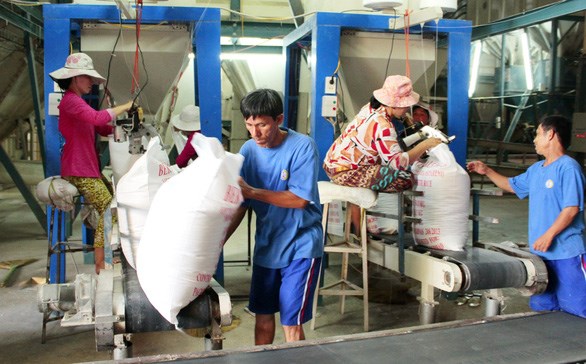 Chế biến gạo xuất khẩu tại một doanh nghiệp ở TP Cần Thơ - Ảnh: CH&Iacute; QUỐC