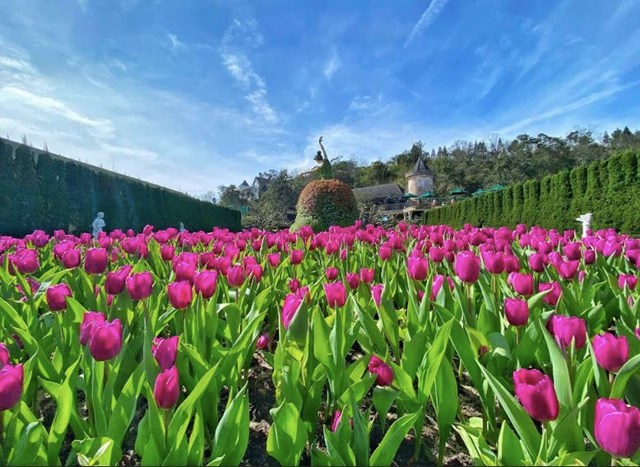 Gần 400.000 b&ocirc;ng hoa tulip thuộc 45 giống hoa đủ sắc m&agrave;u trải khắp khu du lịch