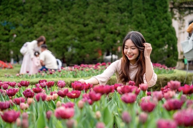 Thưởng ngoạn h&#224;ng ngh&#236;n b&#244;ng tulip qu&#253; hiếm tr&#234;n đỉnh B&#224; N&#224; dịp Tết Nguy&#234;n đ&#225;n - Ảnh 1