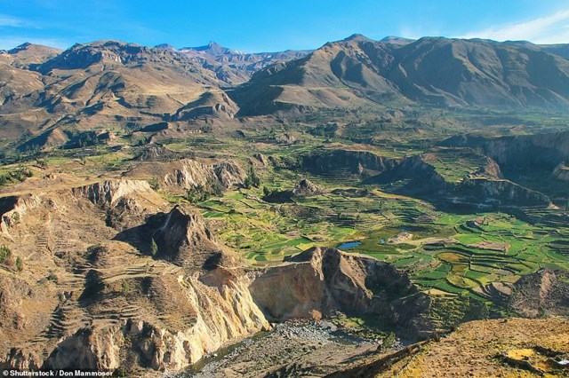 Hẻm n&uacute;i Colca của Peru l&agrave; một trong những điểm tham quan được gh&eacute; thăm nhiều nhất ở Peru. Đến với nơi đ&acirc;y, du kh&aacute;ch kh&ocirc;ng chỉ ngạc nhi&ecirc;n trước sự rộng lớn, h&ugrave;ng vĩ, m&agrave; c&ograve;n ấn tượng với v&ugrave;ng đất n&ocirc;ng nghiệp bậc thang tr&ecirc;n c&aacute;c sườn n&uacute;i v&agrave; động vật hoang d&atilde; kỳ lạ, bao gồm lạc đ&agrave; kh&ocirc;ng bướu, b&aacute;o v&agrave; lo&agrave;i chim lớn nhất thế giới, lo&agrave;i Andean Condor.