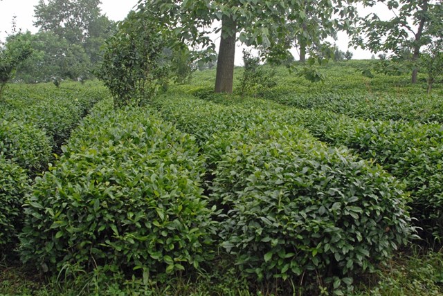 C&acirc;y tr&agrave; (Camellia Sinensis) thuộc loại th&acirc;n gỗ, được cắt tỉa sao cho chiều cao vừa tầm ngang h&ocirc;ng để dễ thu hoạch.