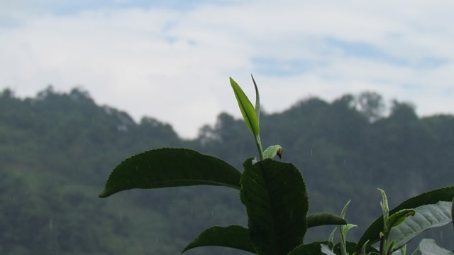 Những c&acirc;y tr&agrave; cổ thụ ở Việt Nam sinh sống ở độ cao tr&ecirc;n 1.400m, một v&agrave;i nơi l&ecirc;n đến 2.500m so với mực nước biển