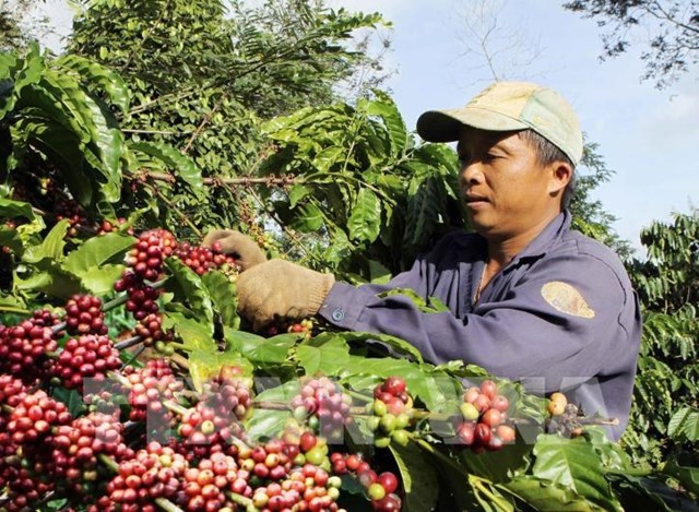 Một trang trại c&agrave; ph&ecirc; tại Đắk Lắk. Ảnh: Dương Giang - TTXVN.
