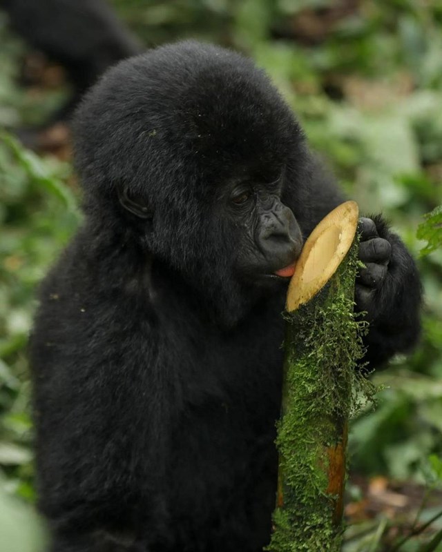 Ngắm khỉ đột trở th&agrave;nh một hoạt động được du kh&aacute;ch y&ecirc;u th&iacute;ch khi đến Rwanda. Ảnh: singita_