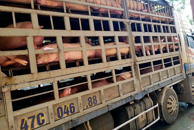Nhiều doanh nghiệp nhập khẩu lợn về Việt Nam đang lỗ nặng do gặp nhiều rủi ro ngoài kiểm soát