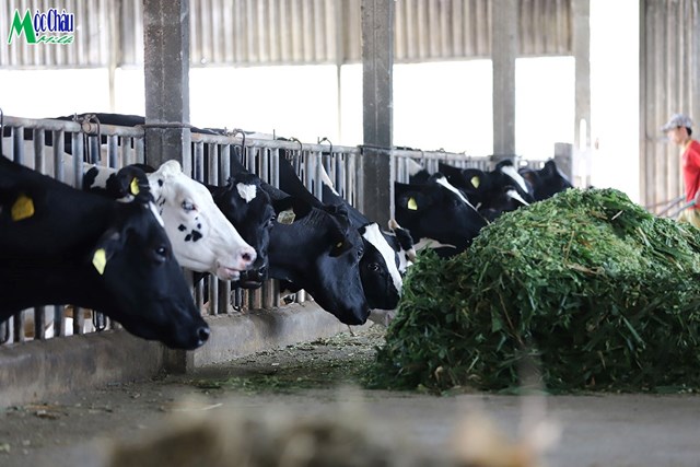 Đàn bò Holstein Friesian 100% thuần chủng của Mộc Châu Milk có nguồn gốc từ Cuba, Canada, Mỹ, Australia, Israel... mang đến dòng sữa ngọt lành nhất