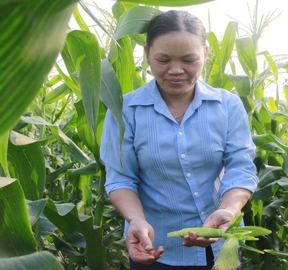 Bà Giáp Thị Chinh, xã Quế Nham (Tân Yên) trồng ngô ngọt theo quy trình an toàn
