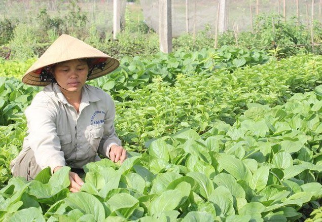 Hội viên phụ nữ phường Đa Mai (TP Bắc Giang) sản xuất rau an toàn.